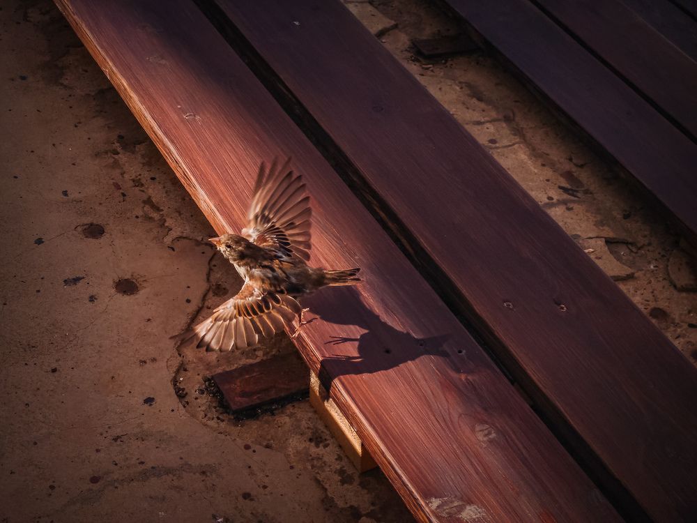 Photograph by Филипп Бабенко