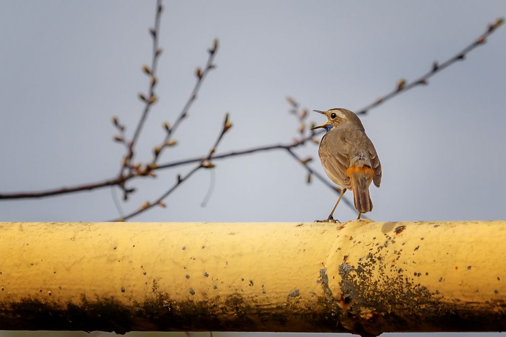 Photograph by Алексей Трифонов