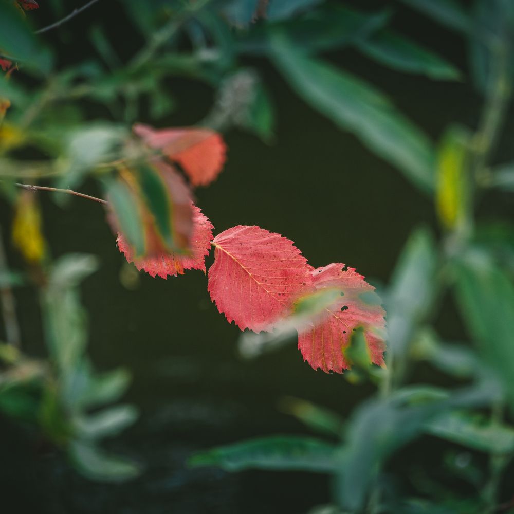 Фотография автора Владислав Белоус