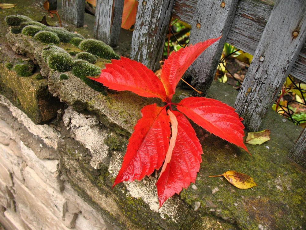 Старый забор