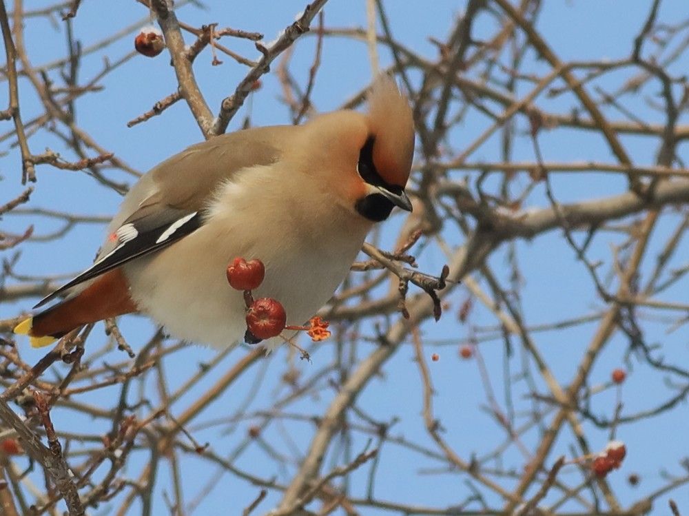 Свиристель