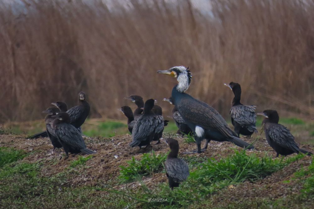 Photograph by Mukesh Kumar Mahato