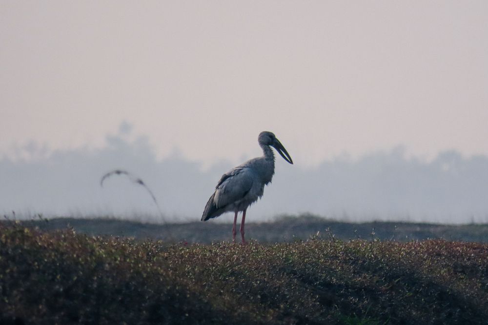 Photograph by Mukesh Kumar Mahato
