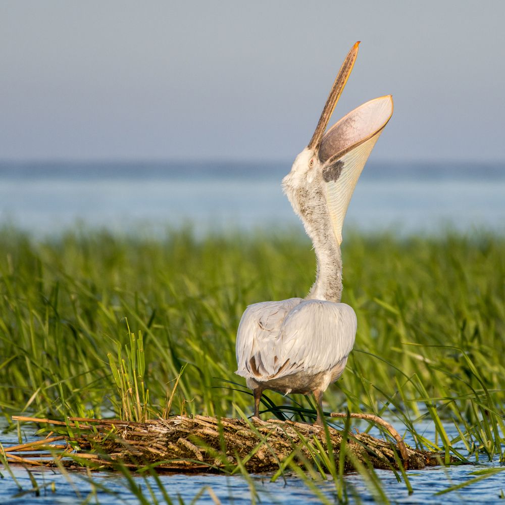 Photograph by Pucs Fongabe