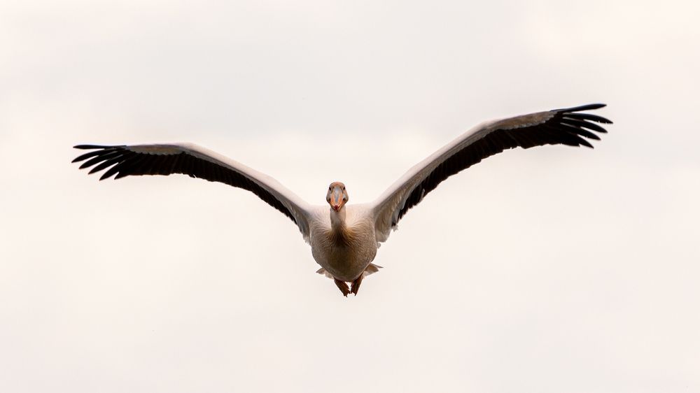 Photograph by Pucs Fongabe