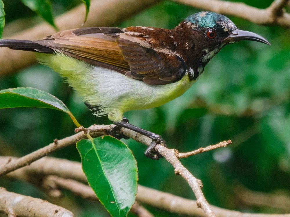 Photograph by Pawan Guruge