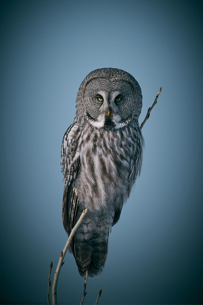 Фотография автора Гильманов Артур