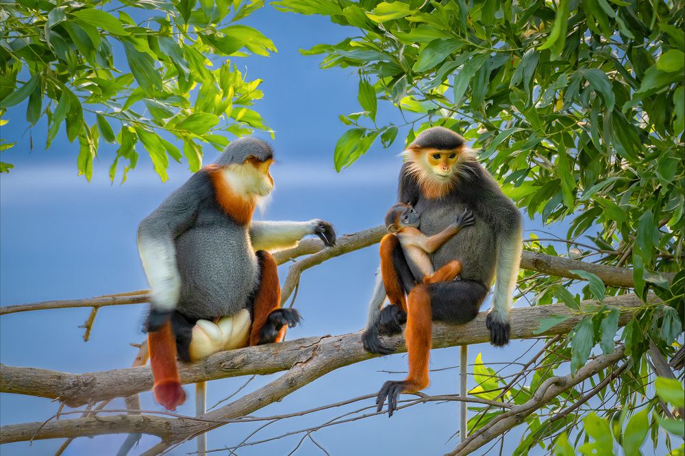 A Happy Family of Red Shanked Douc Langurs