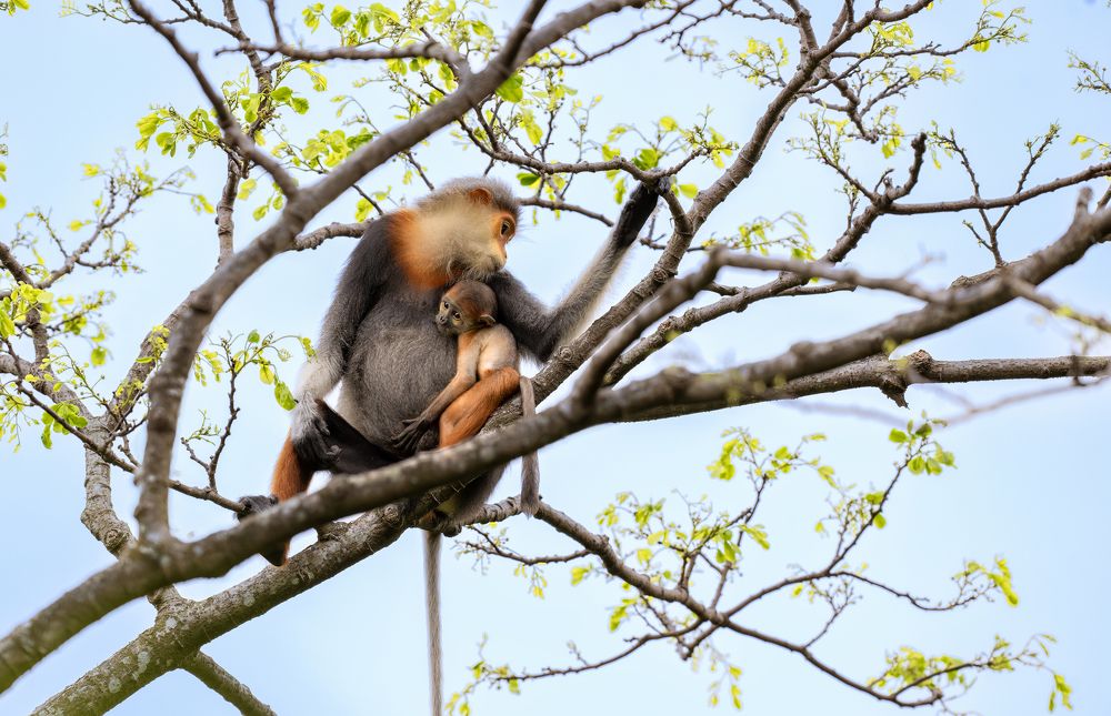 Red Shanked Douc Mother Breastfeeds Her Baby