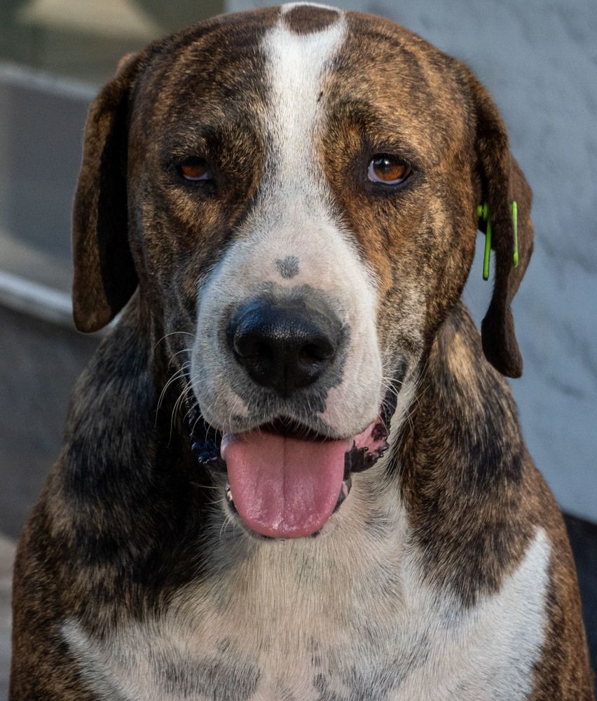 Уличный пес