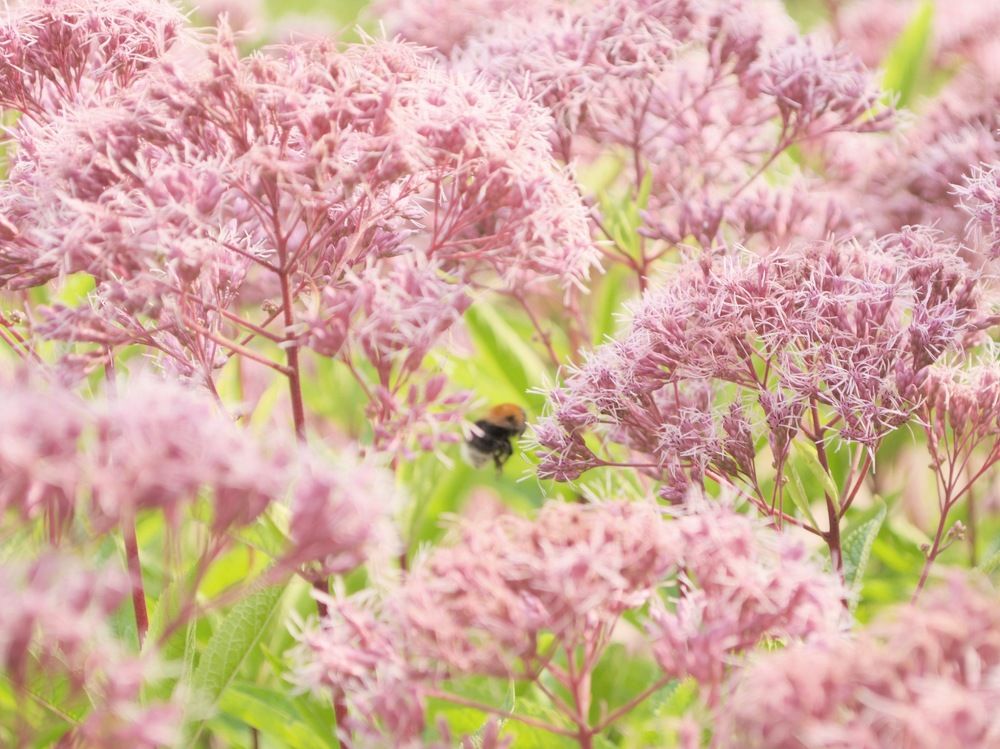 Деловитость