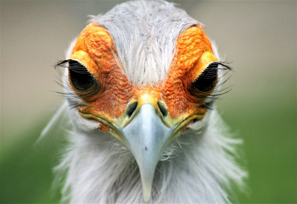 Птица - Секретарь.