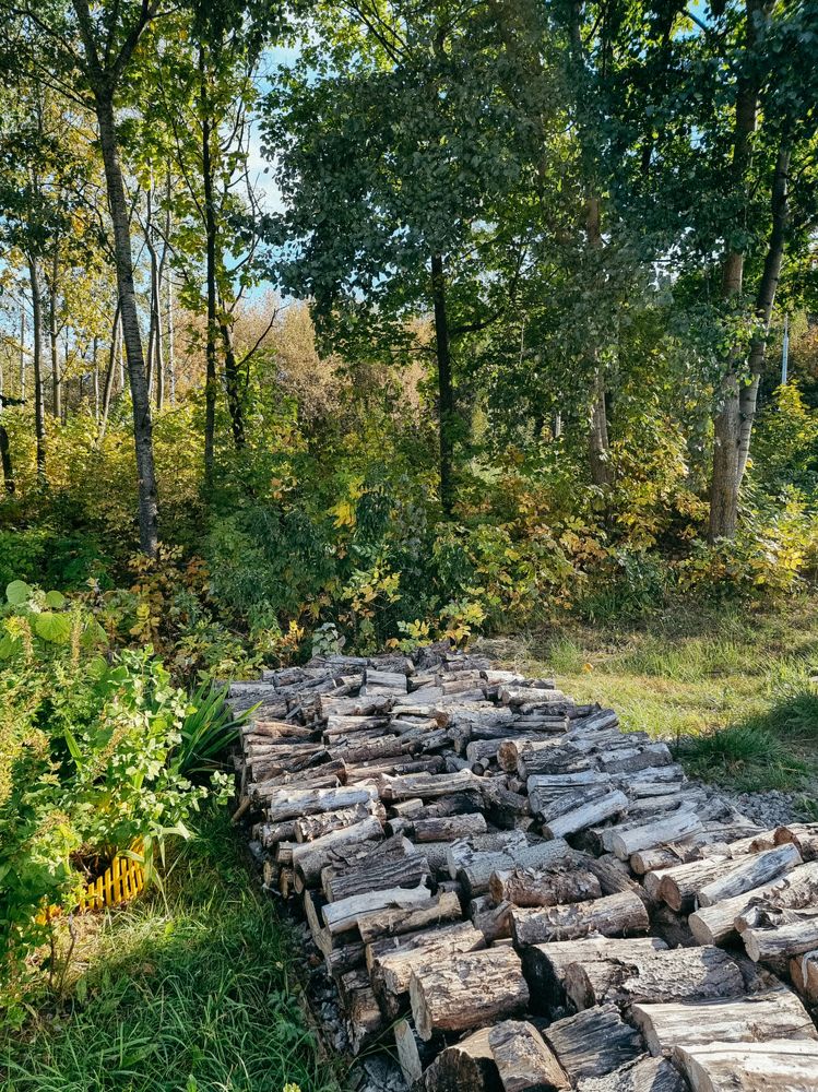 Фотография автора Светлана Алексеева