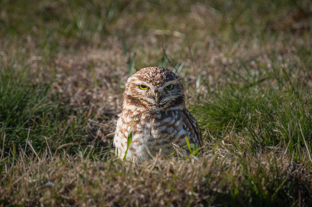 Photograph by Susie Castellano