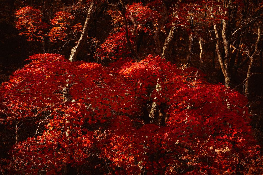 Photograph by Ольга Мусиенко