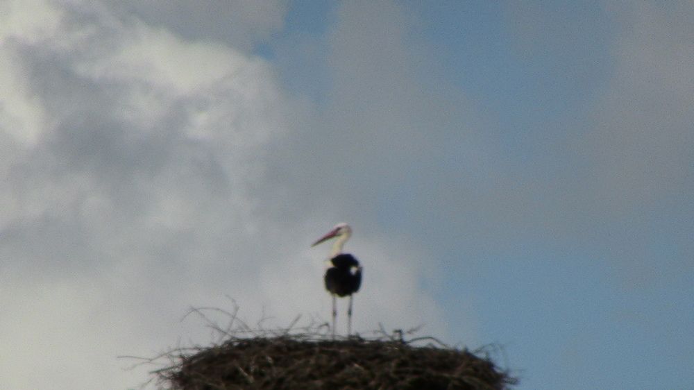 Photograph by Ирина Степановна Азаренкова