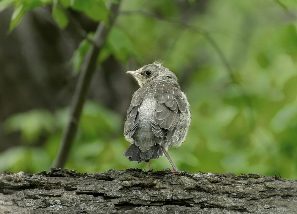 Photograph by Silyavin Nikita