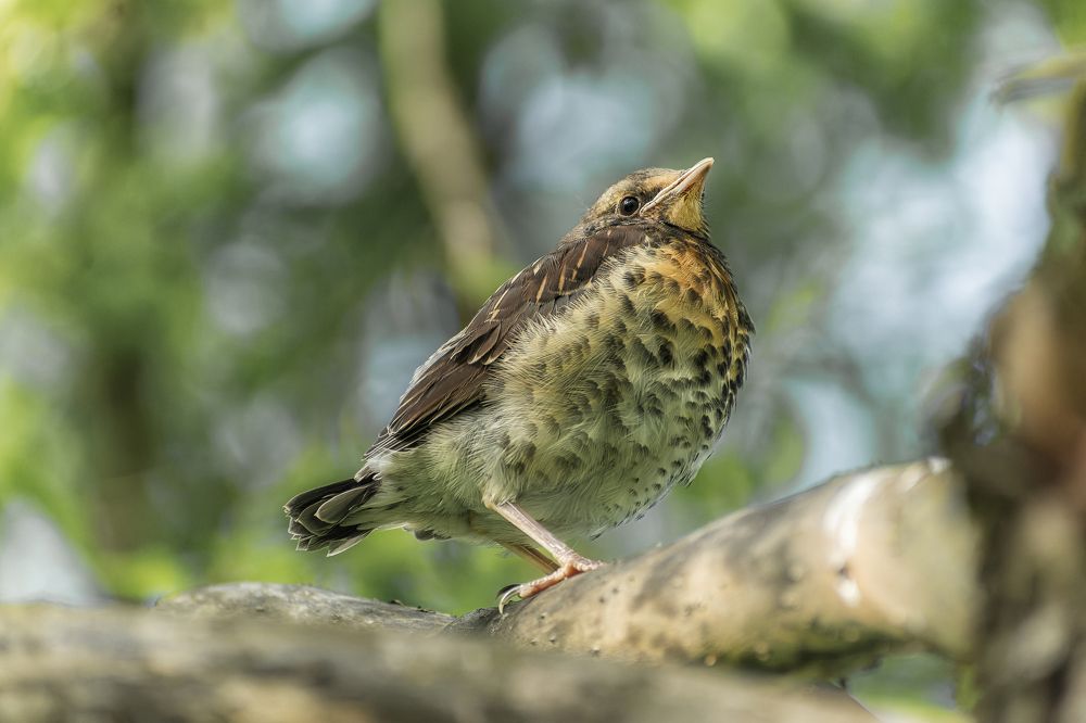 Photograph by Silyavin Nikita