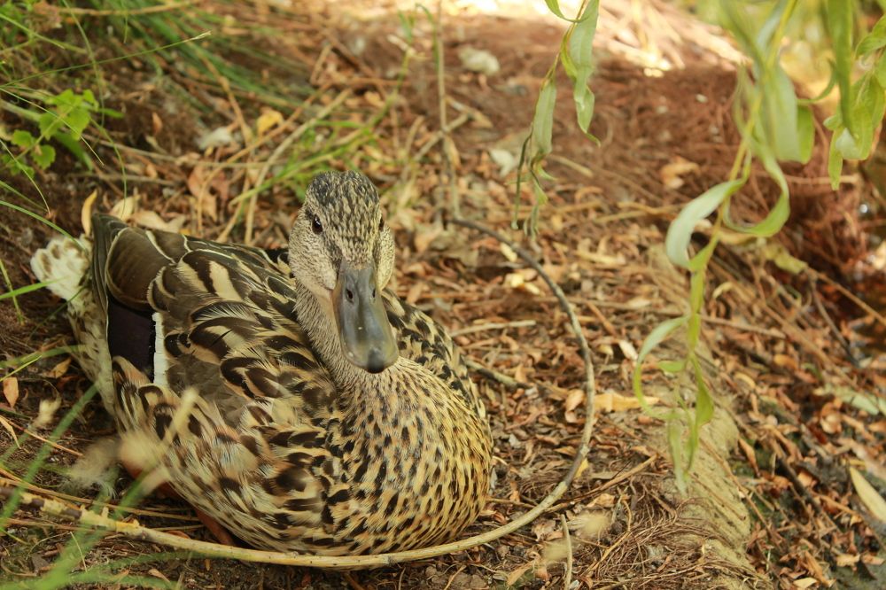 Photograph by Марина Юрченко