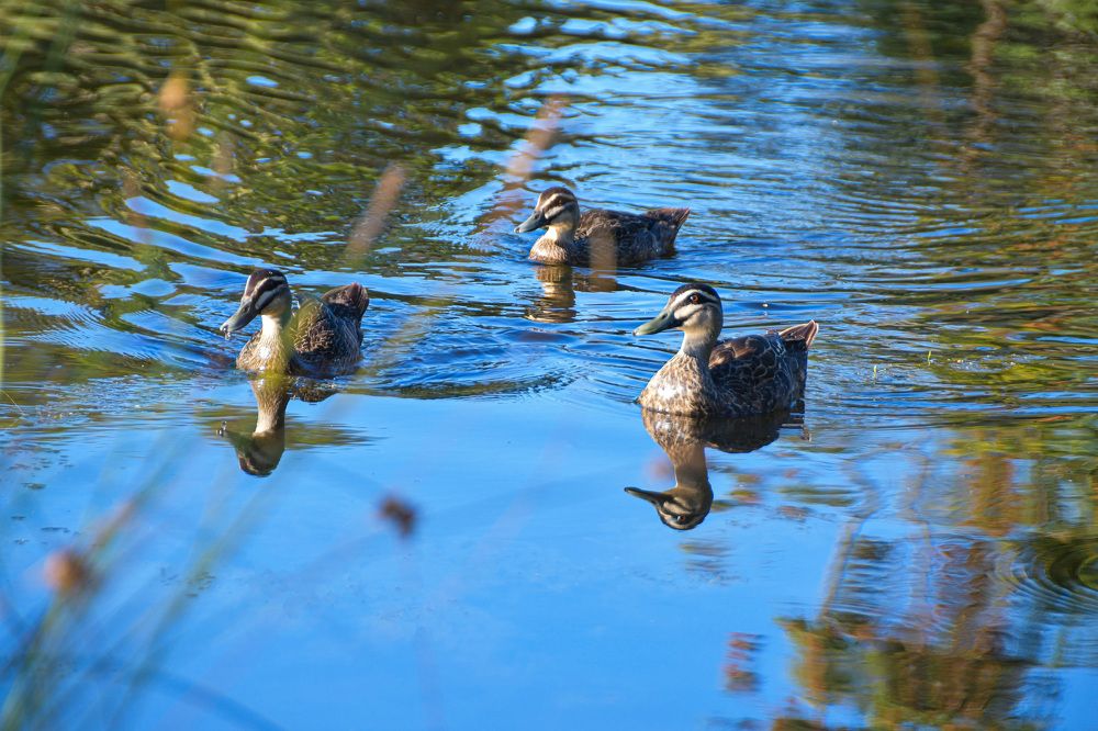 Photograph by Shaas AL Najjar
