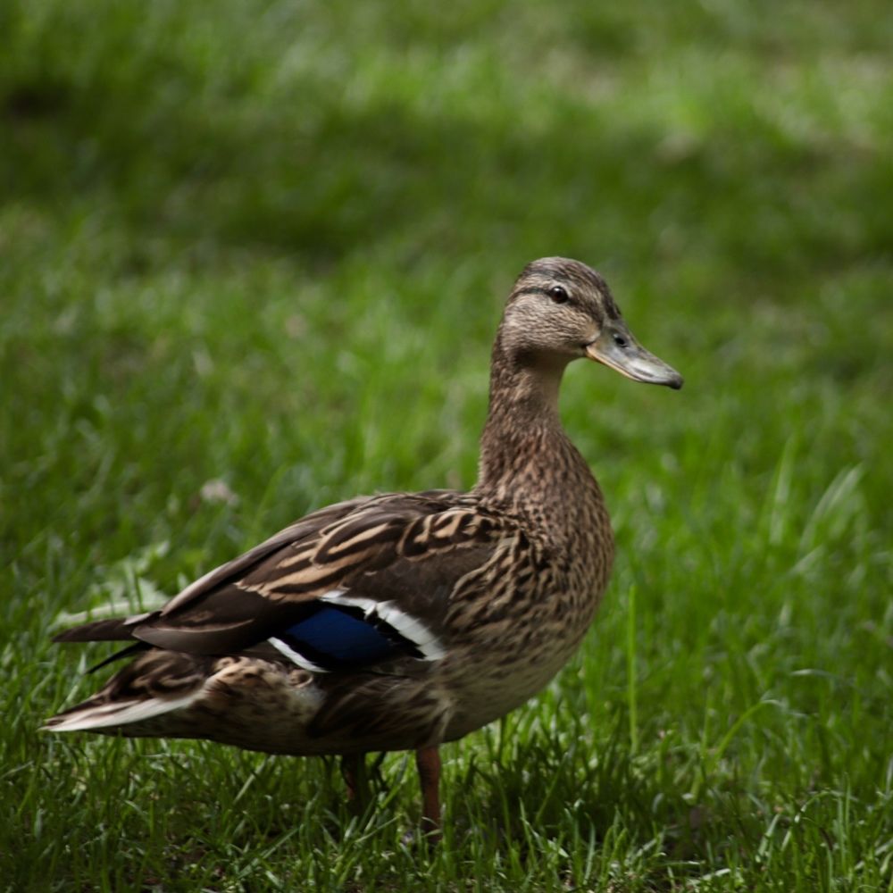Photograph by Анастасия Рабочева