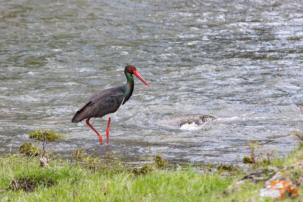 Чёрный аист