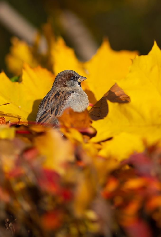 Фотография автора Светлана Зимина