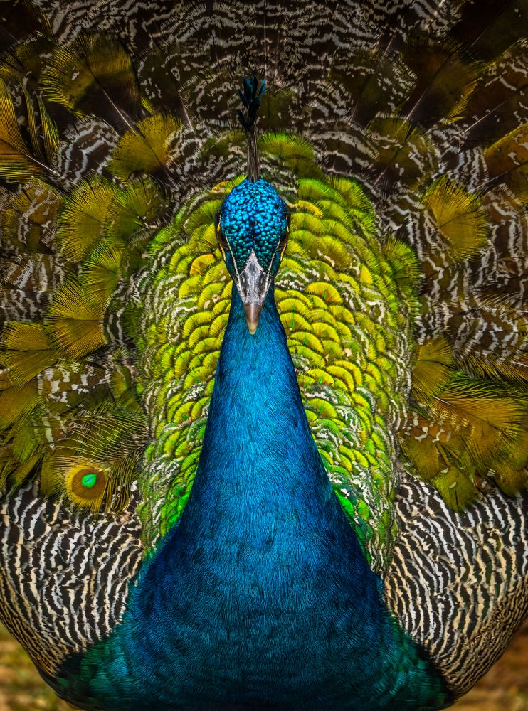 Photograph by Carlos Eduardo Barreto Pinheiro