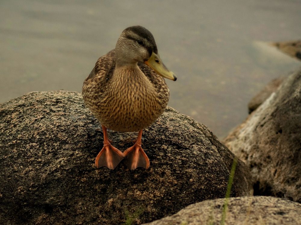 Photograph by Наталья Ситова