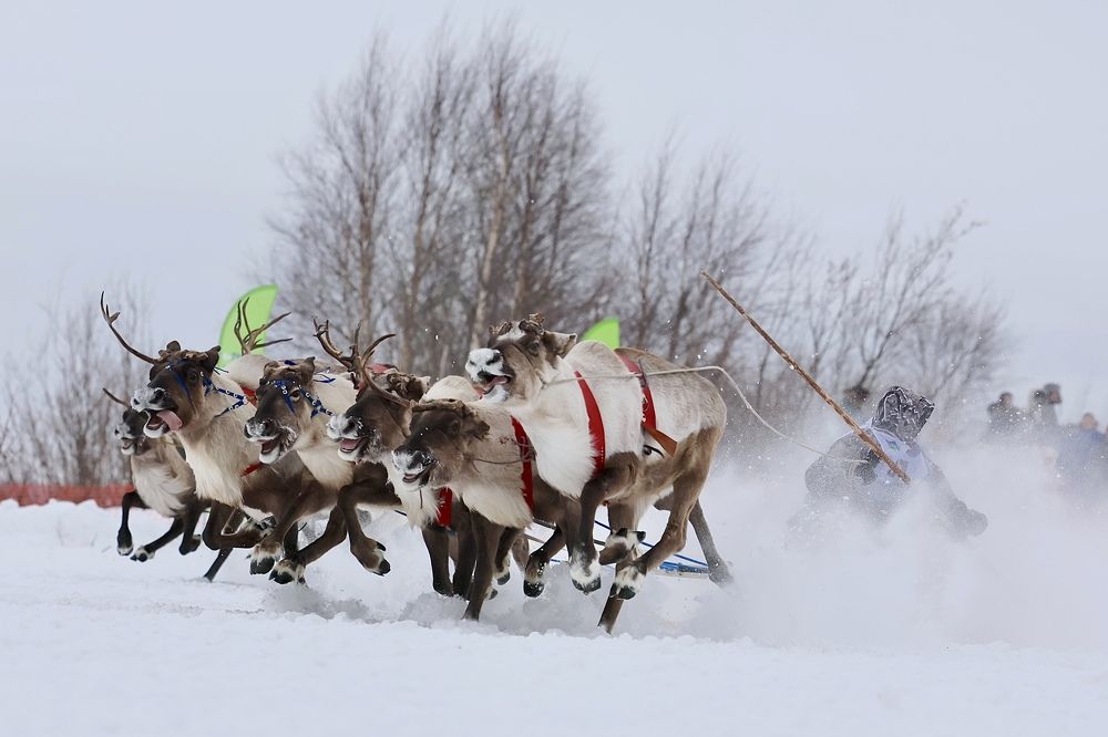 Соревнования на оленьих упряжках