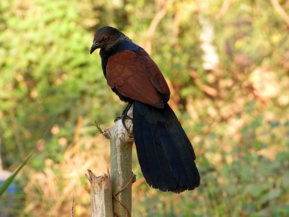 Photograph by Sougata Bhar