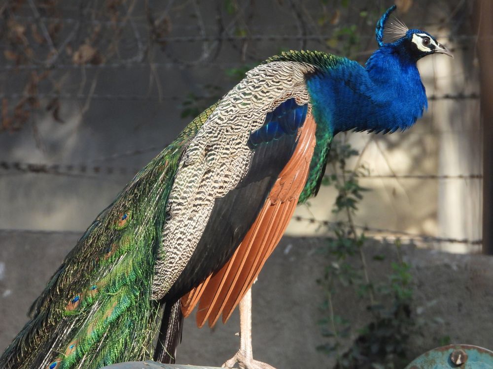 Photograph by Sougata Bhar