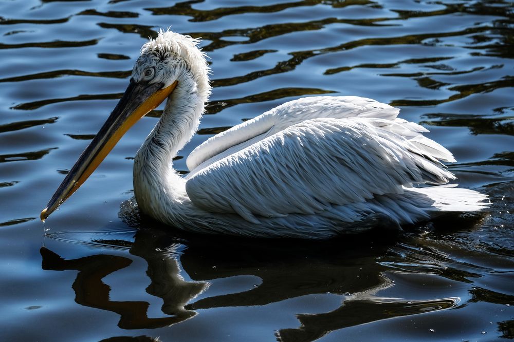 Фотография автора Роман Сергеевич