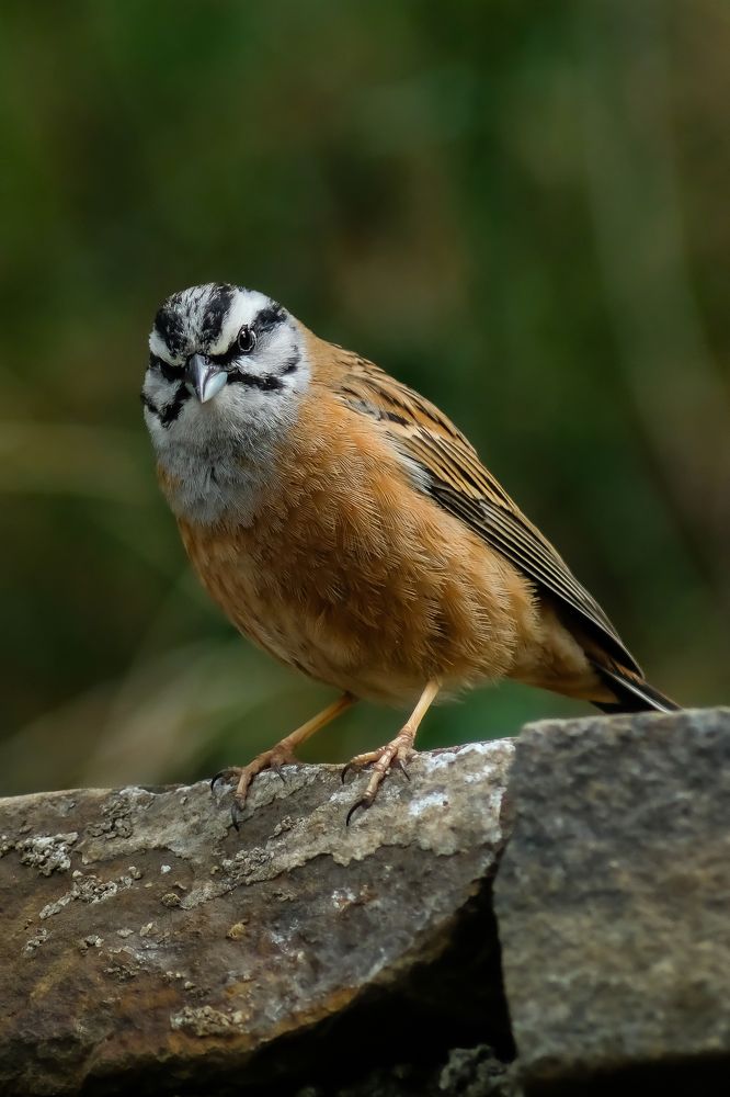Фотография автора Роман Сергеевич