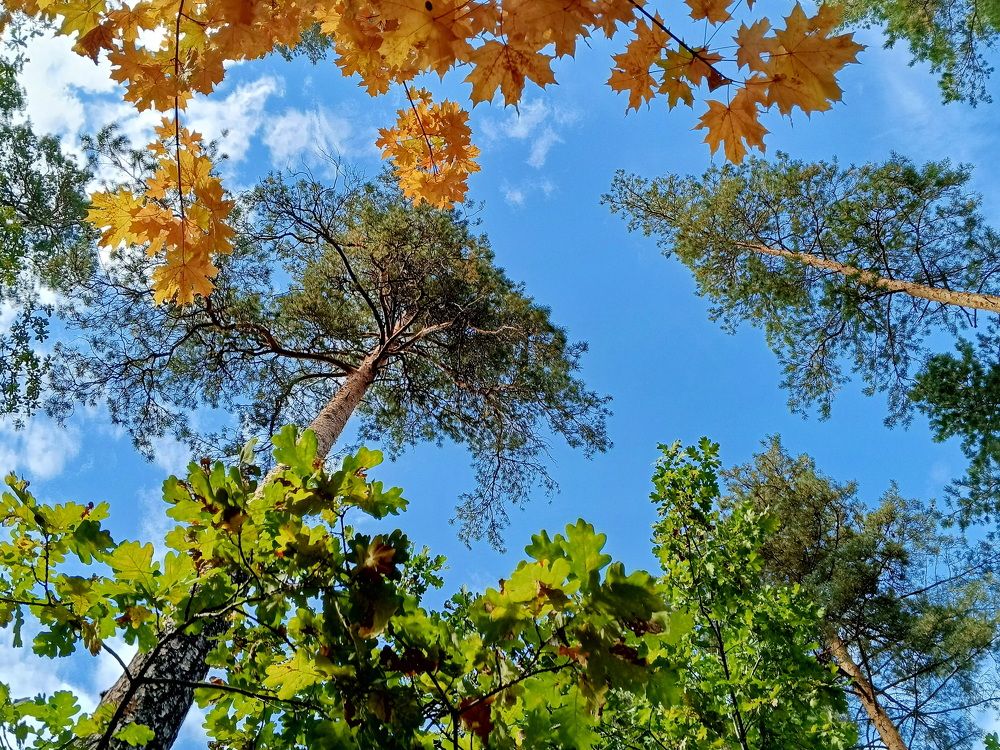 Фотография автора Юрий Звонарев