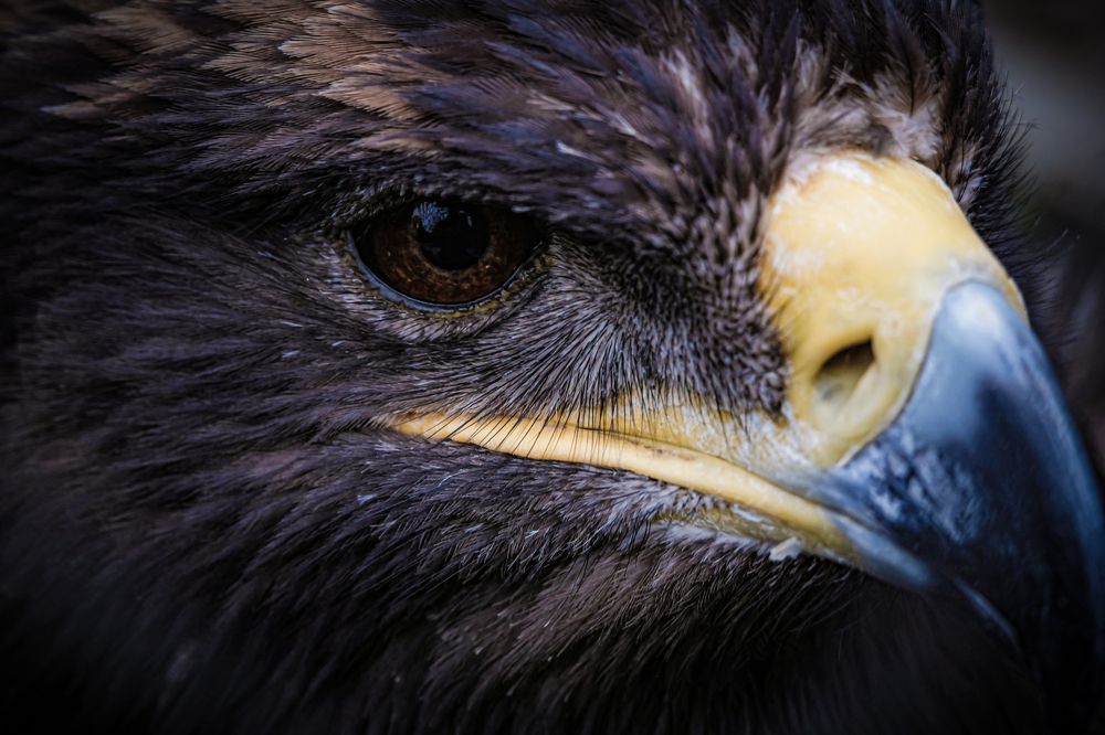 Фотография автора Роман Сергеевич