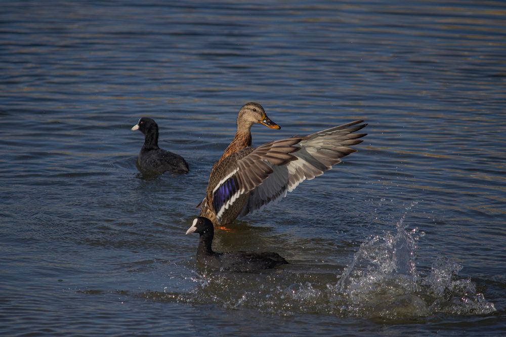 Photograph by Степан Конев