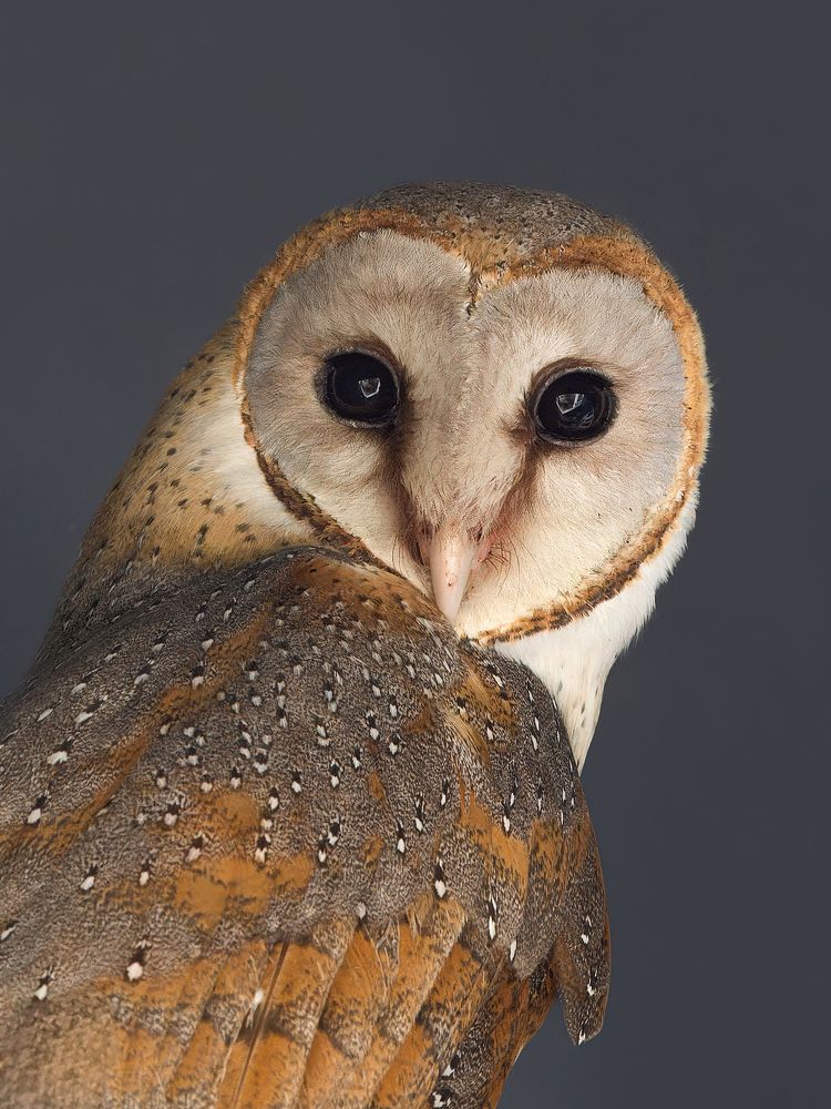 Barn Owl