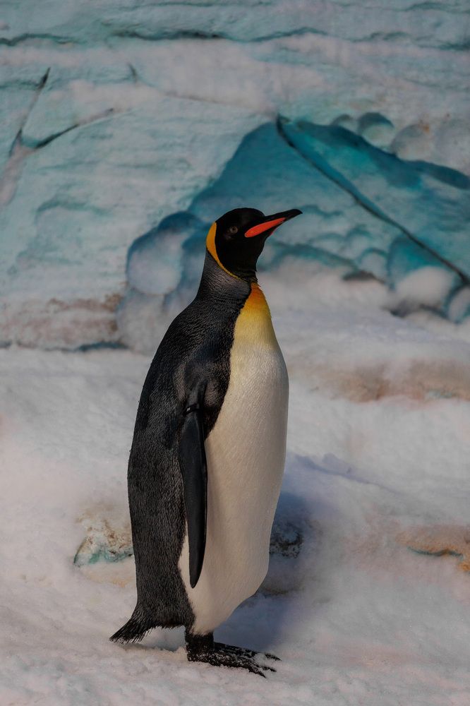 Фотография автора Fallen Angel
