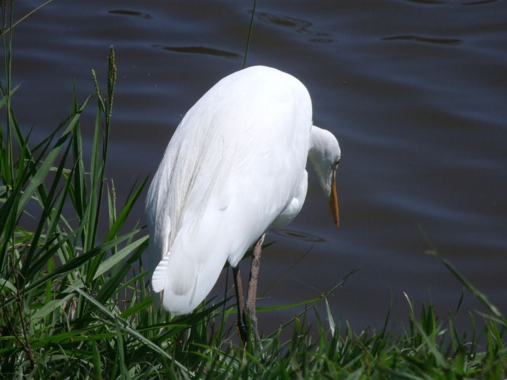 Photograph by Jean Loprete