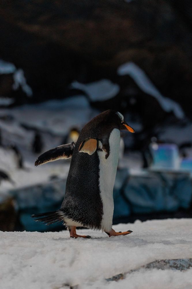 Фотография автора Fallen Angel