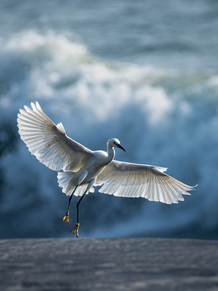 Photograph by Dr Manoj M Kumar