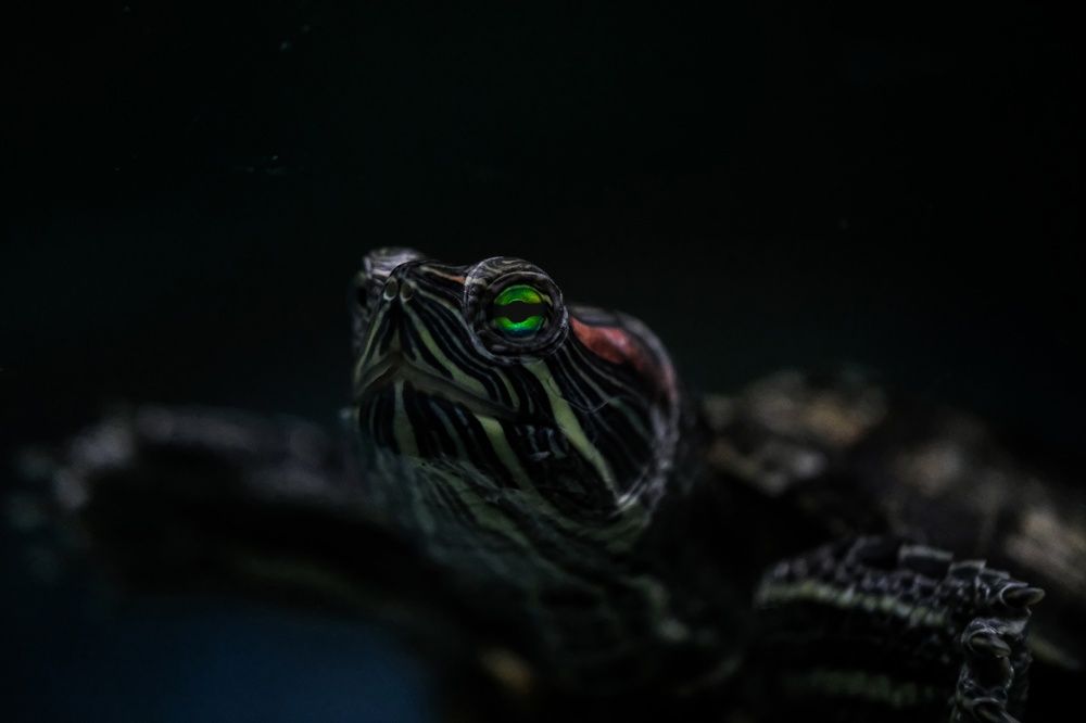 Фотография автора Роман Сергеевич