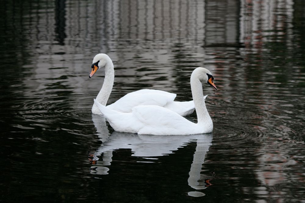 Фотография автора Mikhail Asarenkov