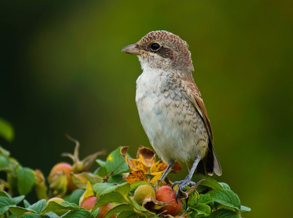 Photograph by Наталья Екимова