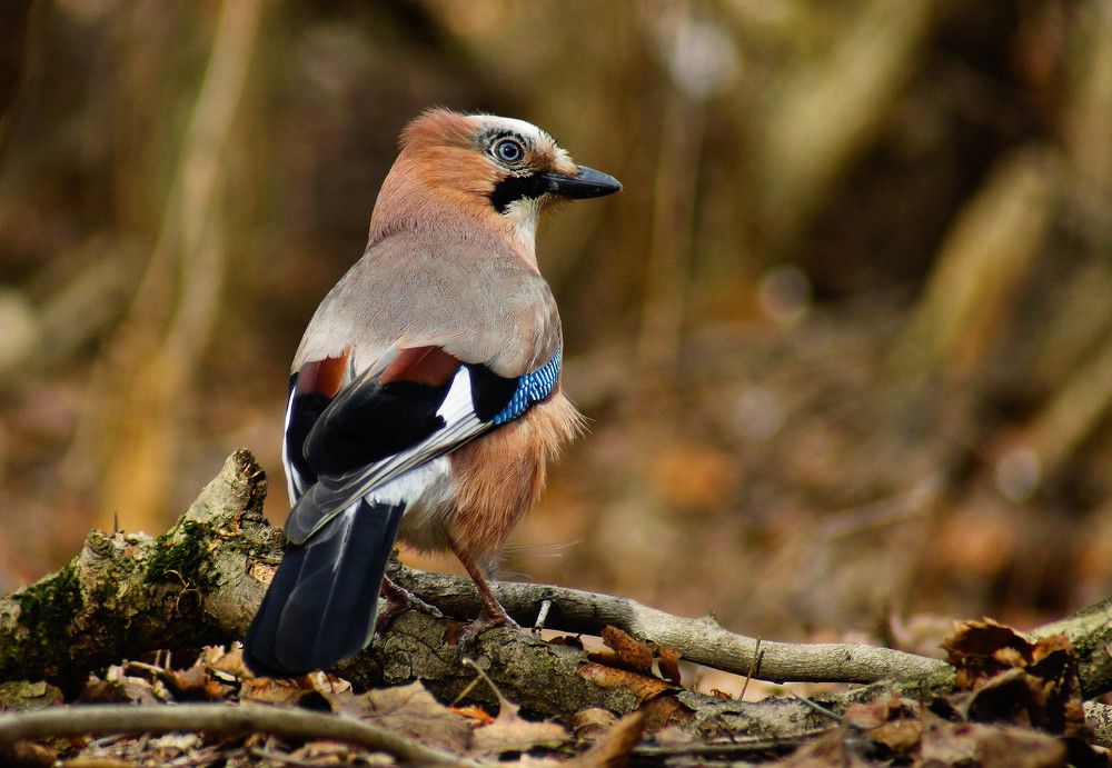 Photograph by Наталья Екимова