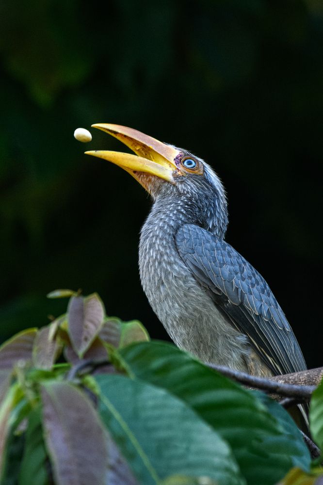 Photograph by Dr Manoj M Kumar