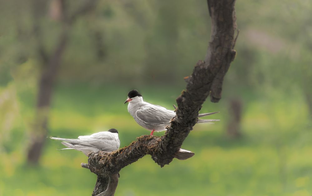 Photograph by Silyavin Nikita