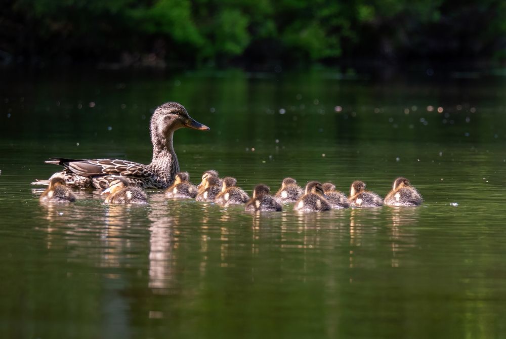 Photograph by Криволуцкий Вячеслав
