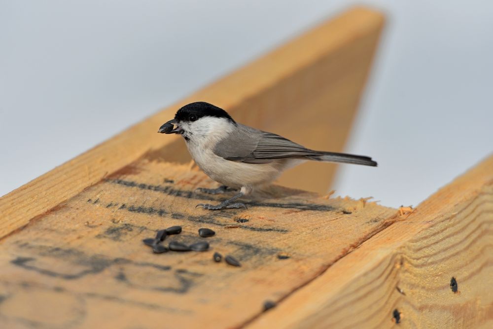 Фотография автора Сергей Чесноков